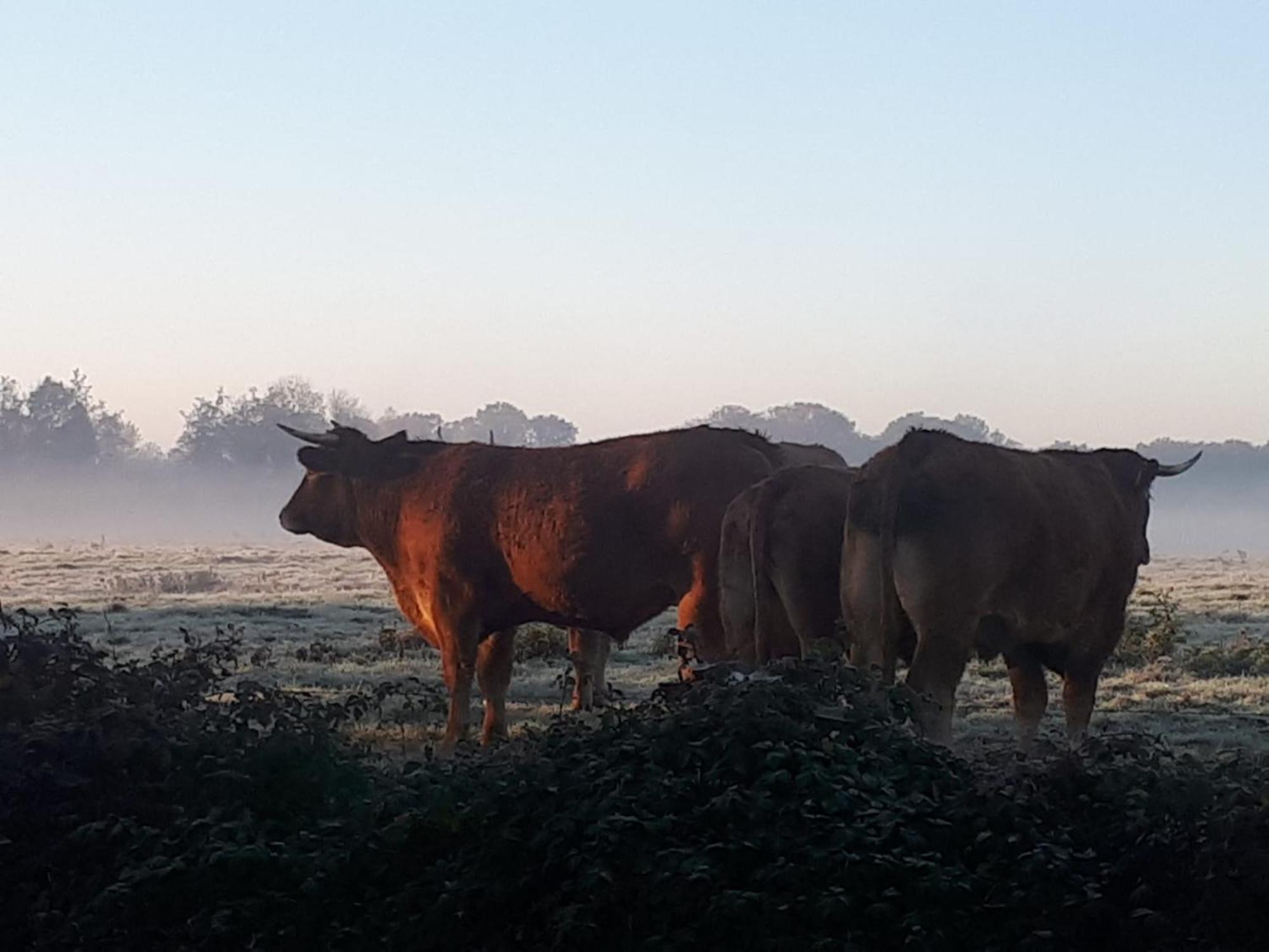 Landelijk Gelegen Huisje Op Erf Veeningen エクステリア 写真